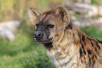 spotted hyena