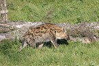 spotted hyena