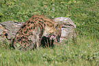 spotted hyena