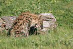 spotted hyena