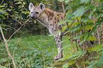 spotted hyena