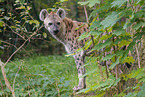 spotted hyena