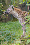 spotted hyena