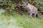 spotted hyena
