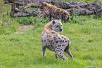 spotted hyenas