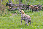 spotted hyenas