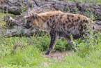 spotted hyena