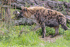 spotted hyena