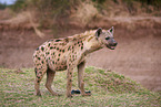 spotted hyena