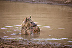 spotted hyena