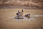 spotted hyena