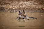 spotted hyena