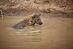 spotted hyena