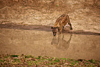spotted hyena