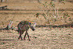 spotted hyena