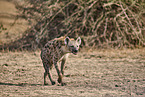 spotted hyena