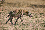 spotted hyena