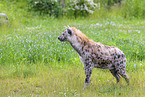 spotted Crocuta