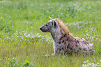 spotted Crocuta