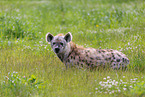 spotted Crocuta