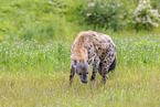 spotted Crocuta