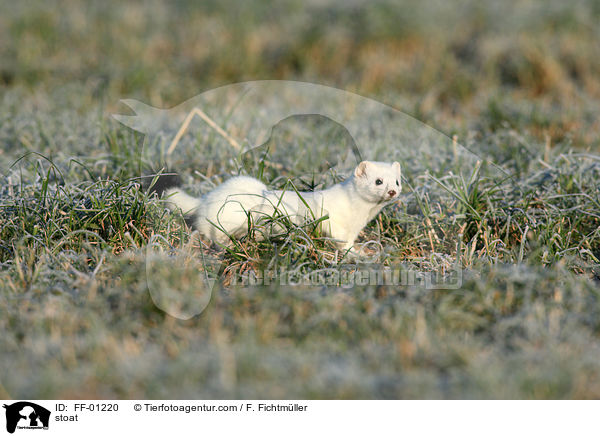 stoat / FF-01220