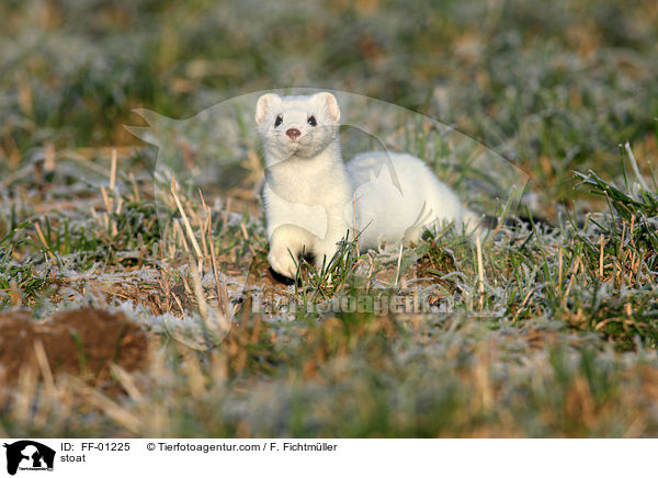 stoat / FF-01225