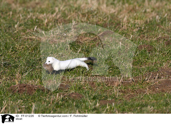 Hermelin / stoat / FF-01226