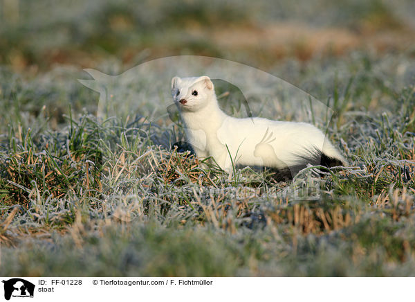 Hermelin / stoat / FF-01228