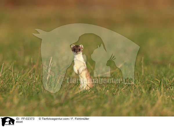 Hermelin / stoat / FF-02373
