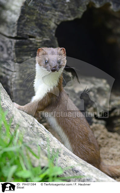 Hermelin / Stoat / FH-01394