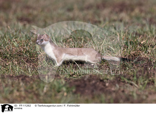 ermine / FF-11262