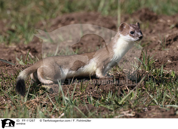 Hermelin / ermine / FF-11267