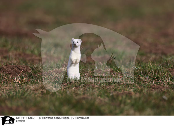 Hermelin / ermine / FF-11269
