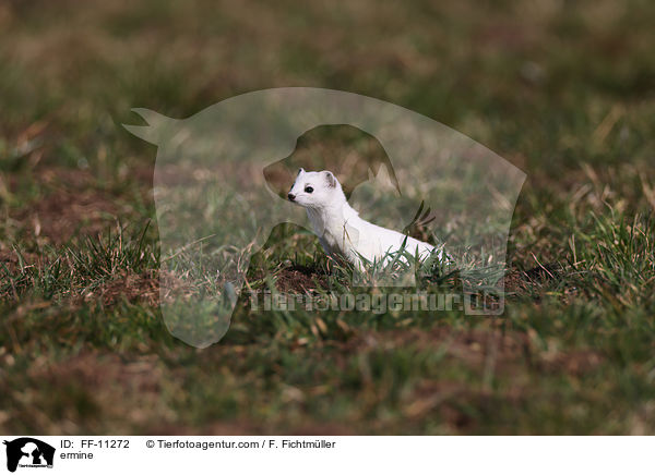 ermine / FF-11272