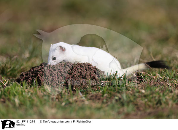 Hermelin / ermine / FF-11274