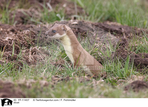 stoat / FF-11407