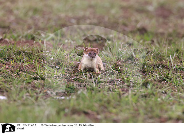 stoat / FF-11411