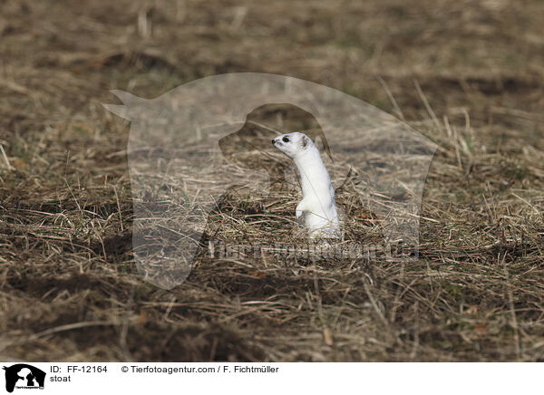 stoat / FF-12164