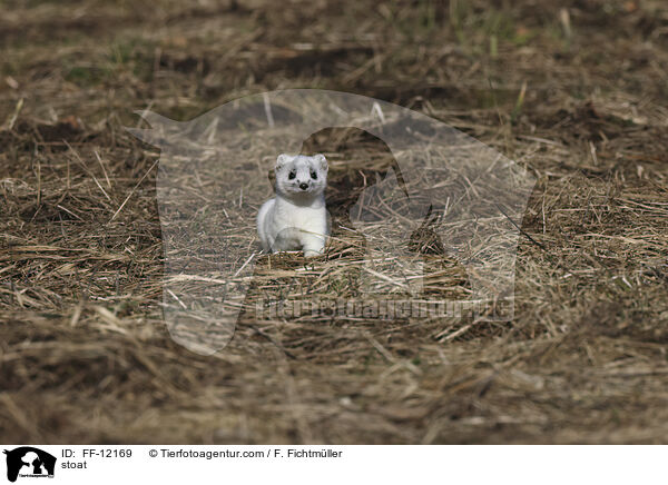 stoat / FF-12169