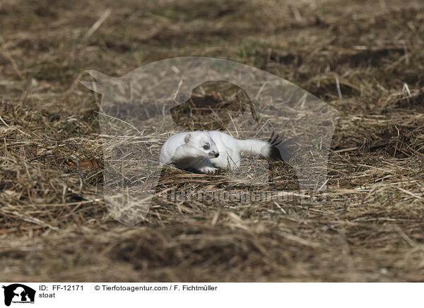 stoat / FF-12171