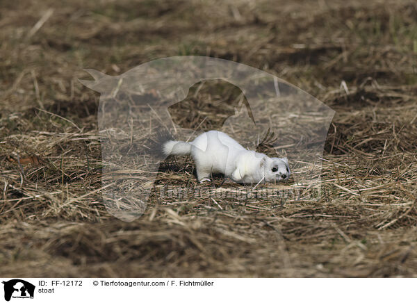 stoat / FF-12172