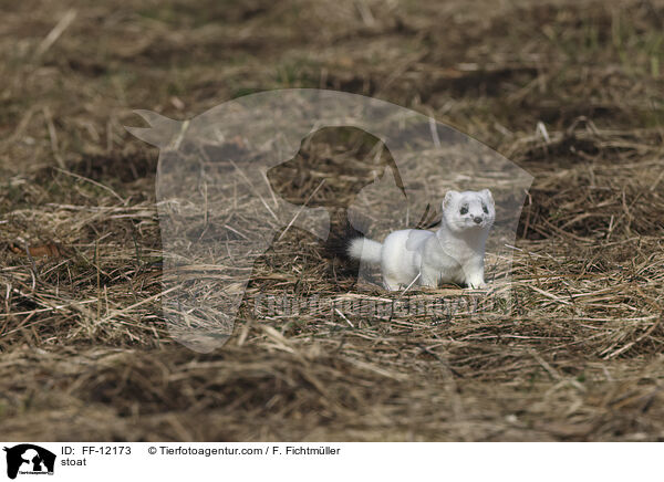 stoat / FF-12173