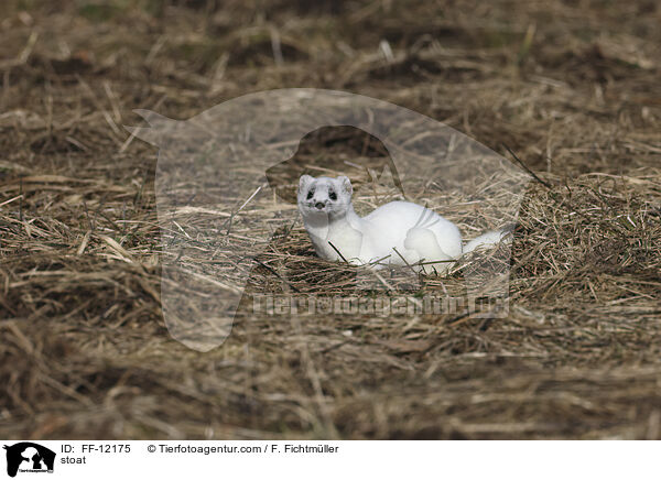 stoat / FF-12175