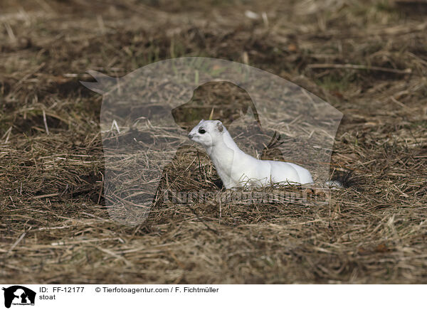 stoat / FF-12177