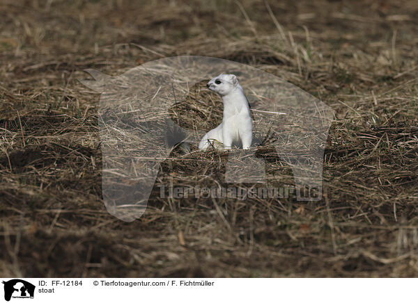 stoat / FF-12184