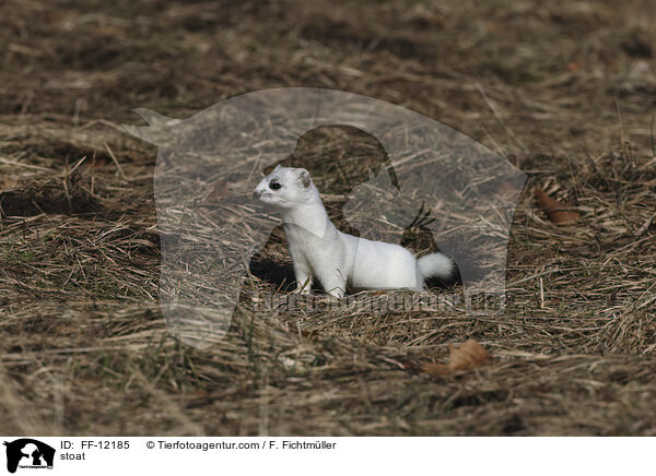 stoat / FF-12185