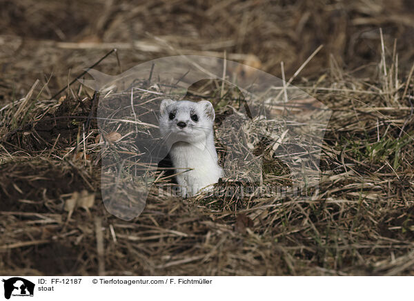stoat / FF-12187