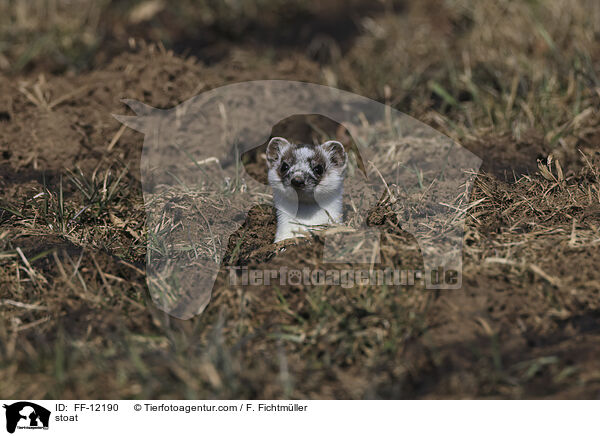 stoat / FF-12190