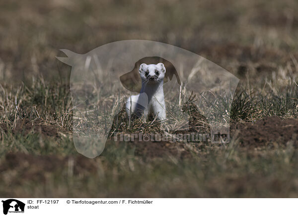 stoat / FF-12197